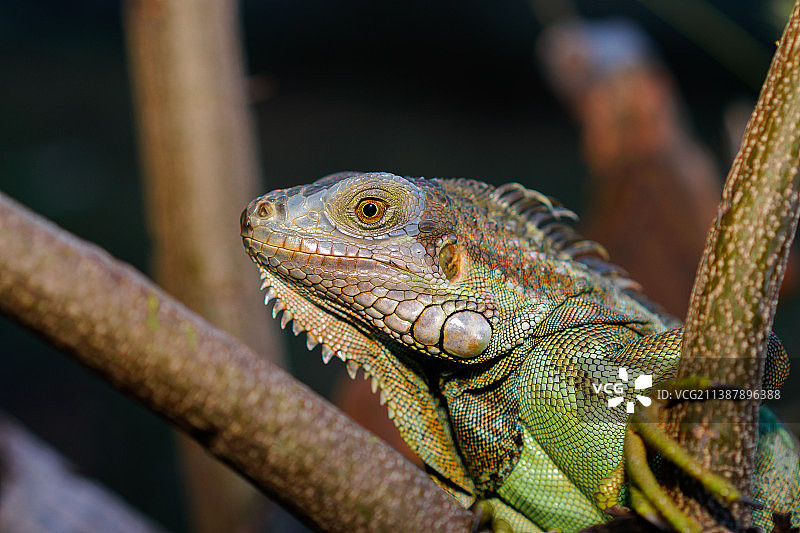 树枝上鬣蜥的特写图片素材