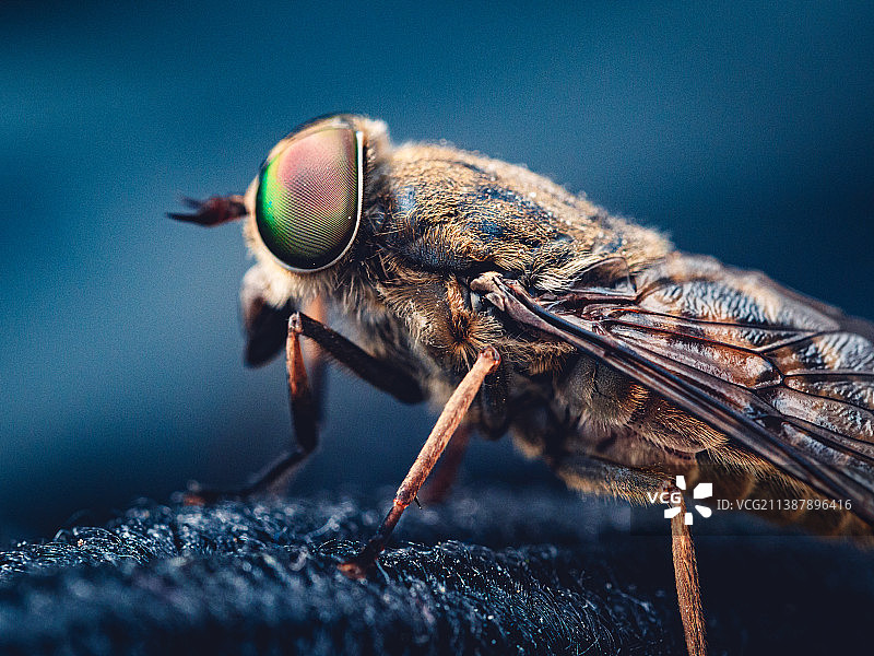 苍蝇在叶片上特写图片素材