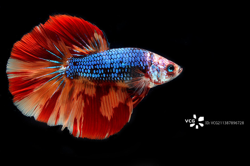 黑色背景上的龙尼莫半月斗鱼图片素材