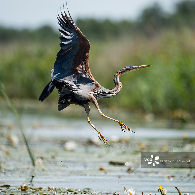 苍鹭飞越湖面特写，Noordeinderplas，荷兰图片素材