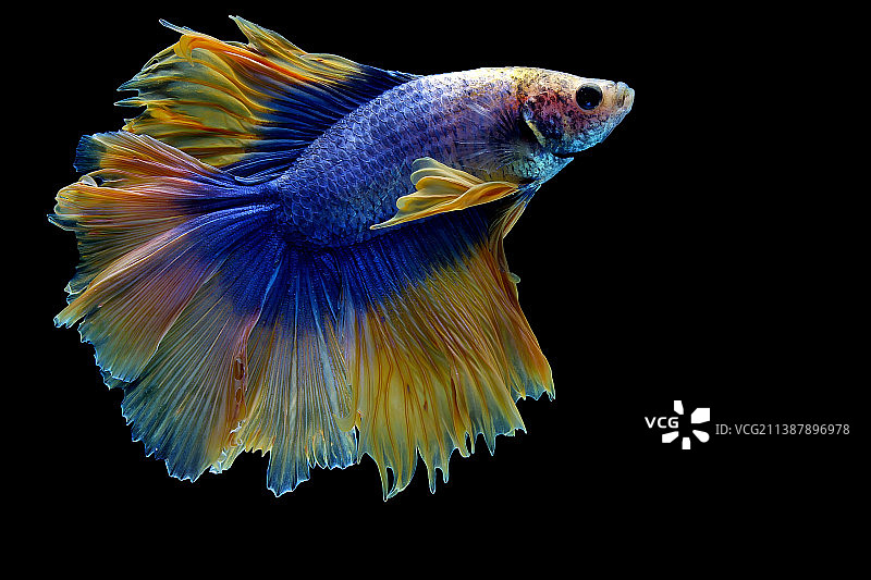 蓝黄色双尾半月斗鱼图片素材