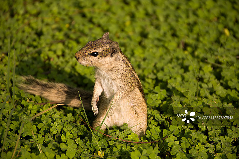 田野上的松鼠特写图片素材