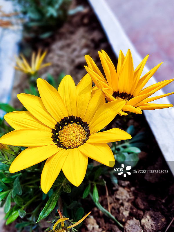 黄色开花植物的特写图片素材