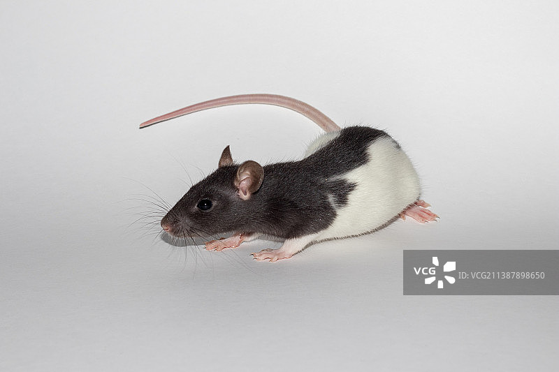 白色背景下的豚鼠特写图片素材