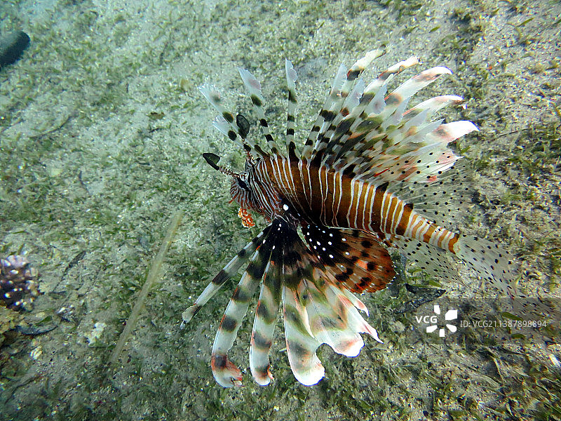 俯视角度拍摄的海中珊瑚图片素材