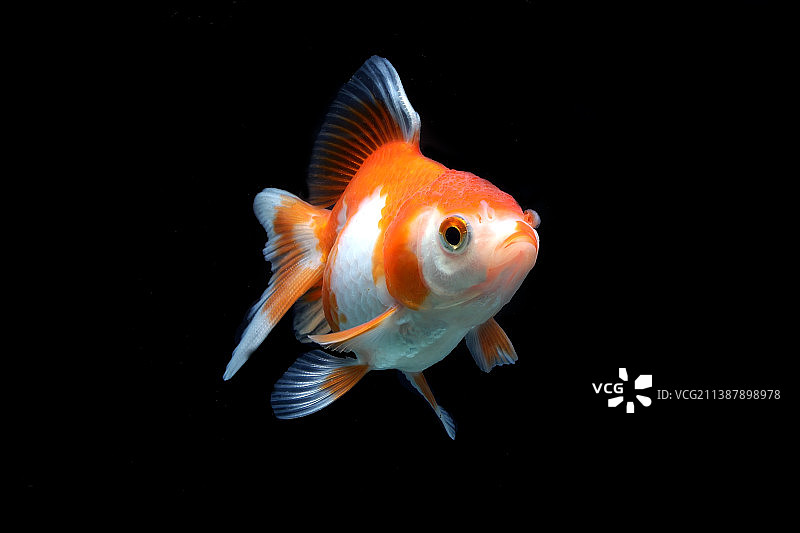 水族箱中游动的金鱼特写图片素材