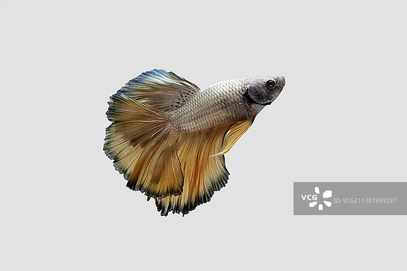 白色背景下的斗鱼特写图片素材