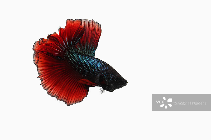 绿红色龙半月斗鱼图片素材