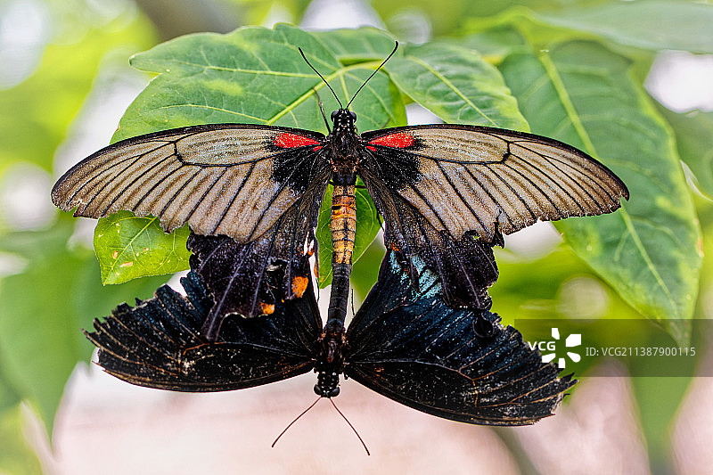 叶子上蝴蝶的特写，法国加普公路图片素材
