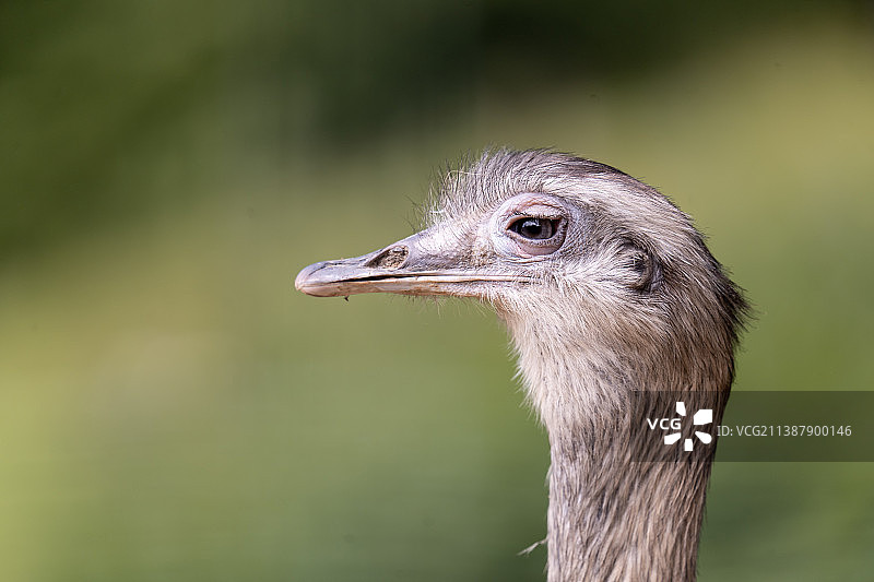 德国黑森林常见美洲鸵鸟的特写图片素材