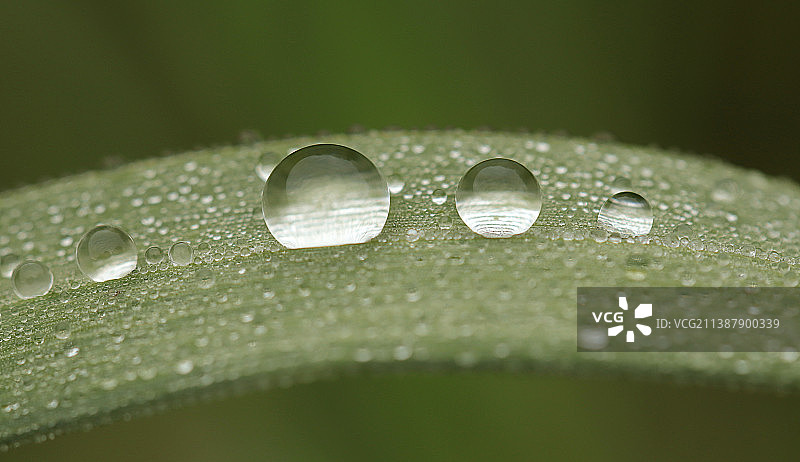 树叶上的雨滴特写图片素材