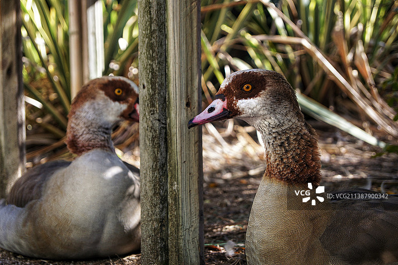 野鸟栖息的特写图片素材