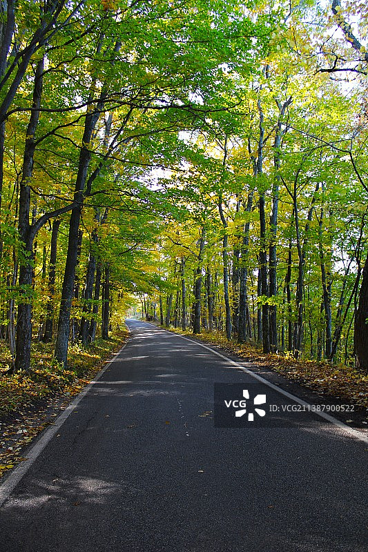 树林中空旷的道路图片素材