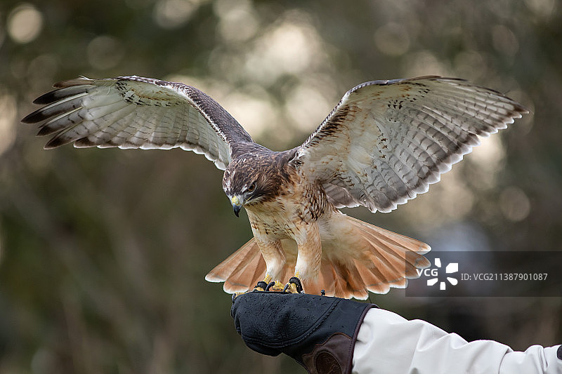 老鹰飞过猫头鹰的局部照片图片素材
