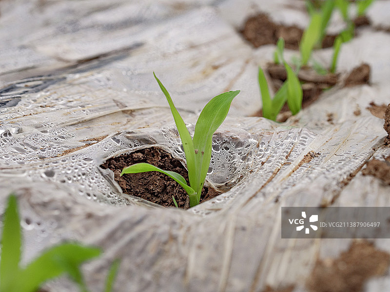 制种玉米播种图片素材