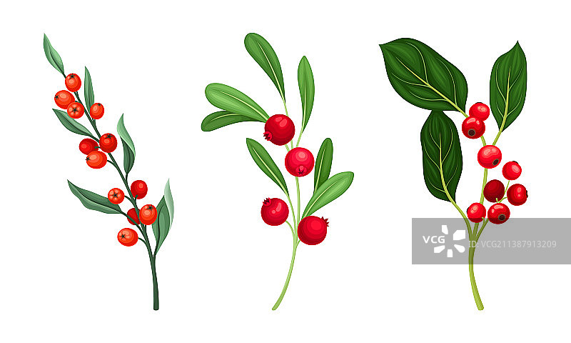 红色成熟野莓枝条合集图片素材