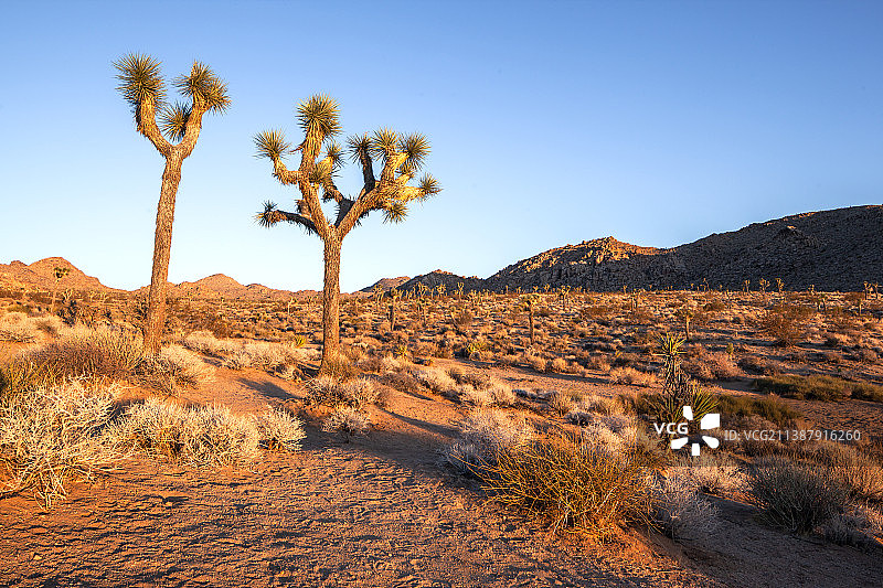 夕阳下的约书亚树，美国约书亚树国家公园图片素材