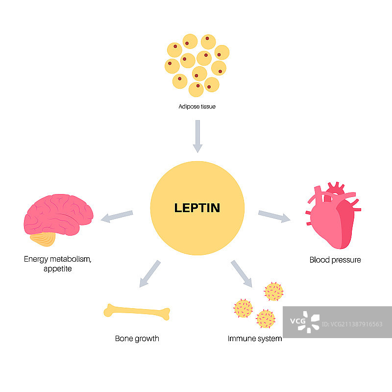 饥饿食欲激素图片素材