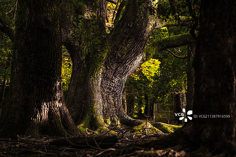日本奈良的老树图片素材