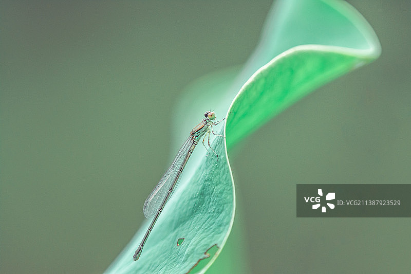 荷叶上小憩图片素材