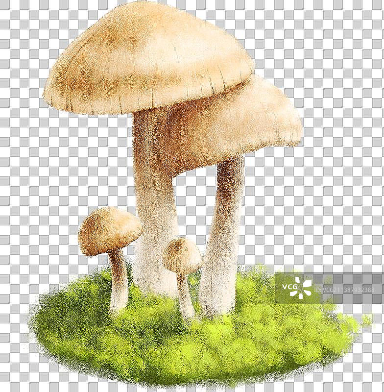 站在青苔上的白蘑菇小蘑菇一家图片素材