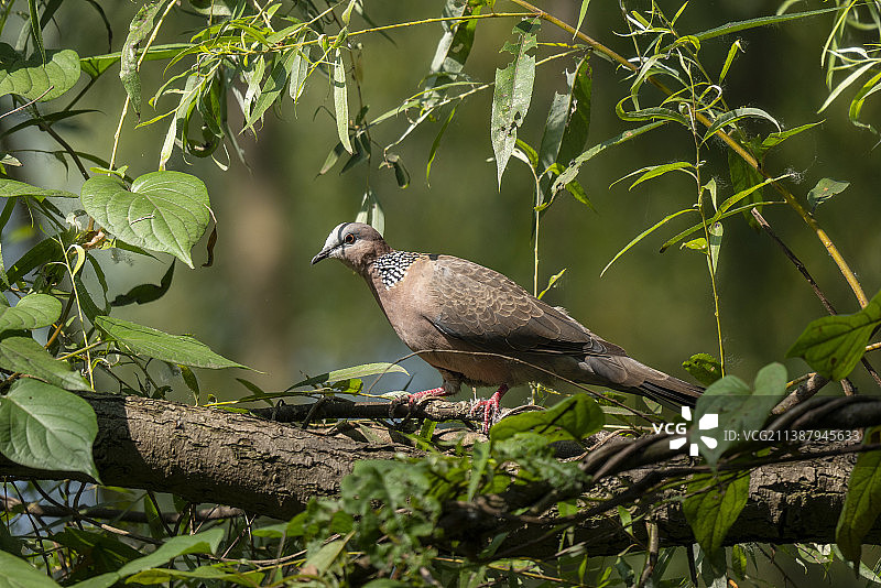 珠颈斑鸠图片素材