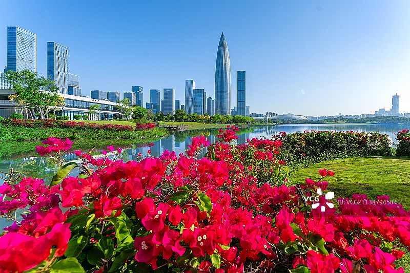 深圳人才公园，深圳地标，春笋，后海建筑群，海中倒影，蓝天白云，簕杜鹃，深圳市花图片素材