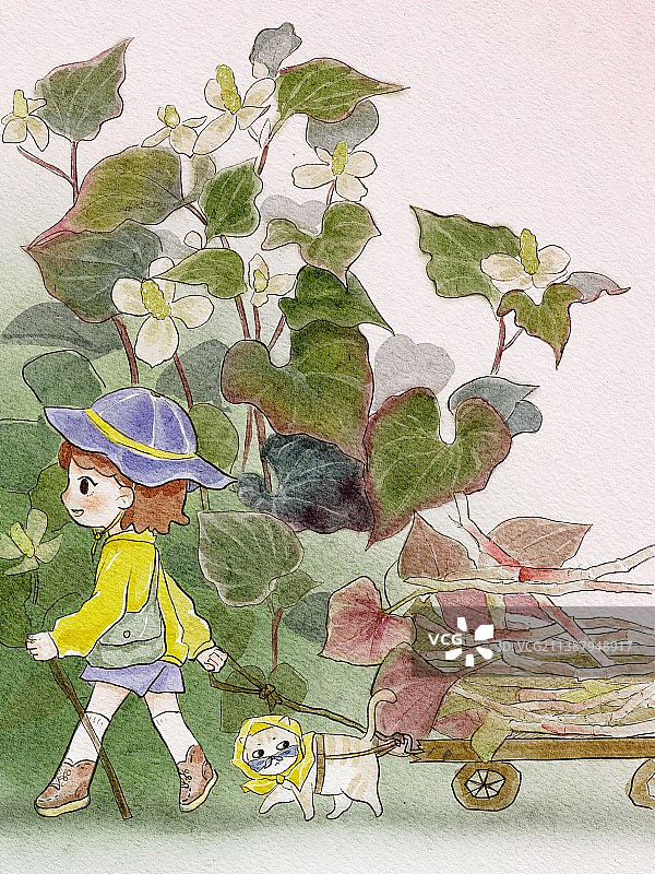 植物探索家系列 鱼腥草图片素材