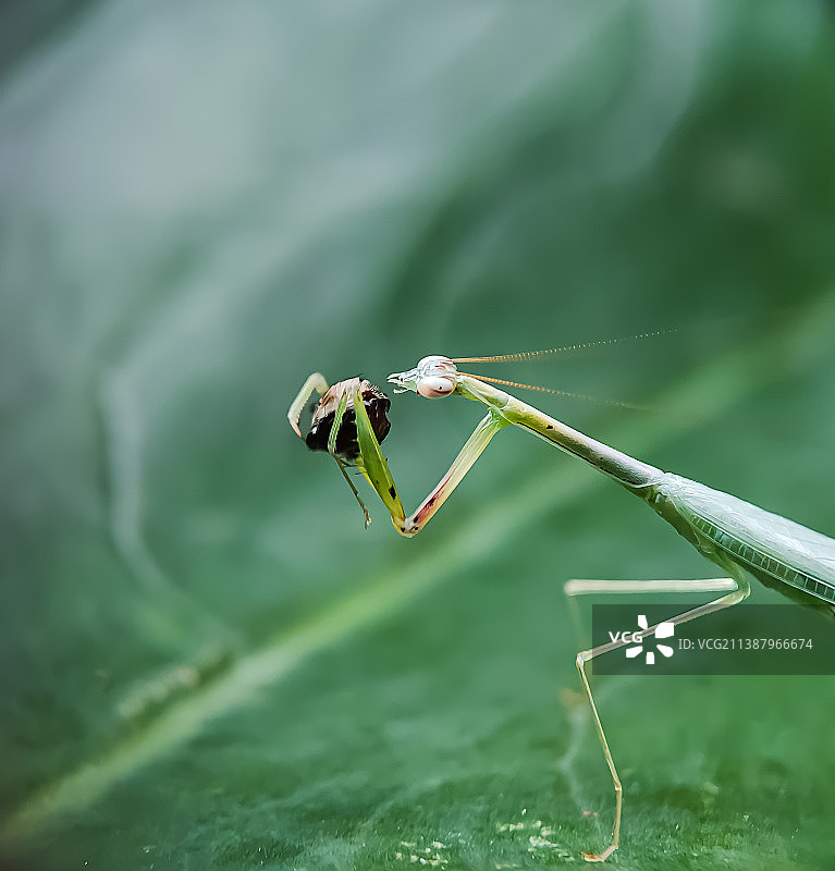 昆虫在植物上的特写图片素材