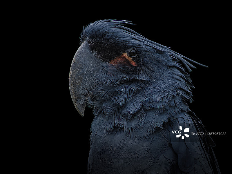 黑色背景下的凤头鹦鹉特写，贝尔法斯特，英国图片素材