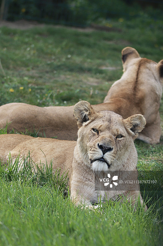 两只狮子在草地上休息，朗利特野生动物园，英国图片素材