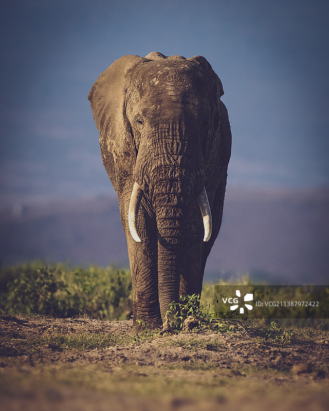 非洲象站在田野上，以天空为背景的肖像图片素材