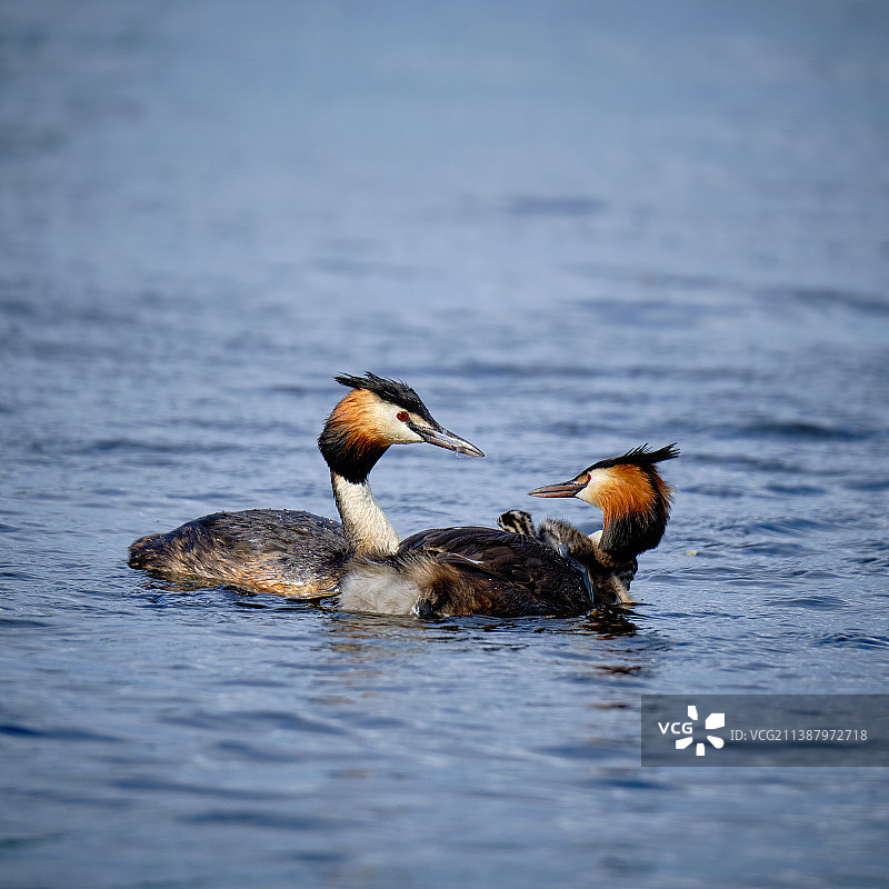 汉堡阿尔斯特湖中游泳的鸟类特写图片素材