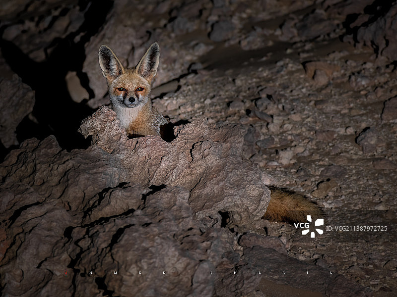 坐在岩石上的猫的画像，利比亚贾格布卜图片素材
