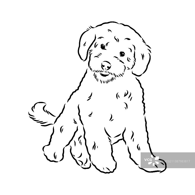 拉布拉多犬混种狗，白色背景隔离图片素材