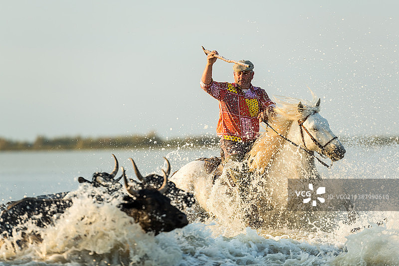 法国卡马格的牧民与公牛图片素材