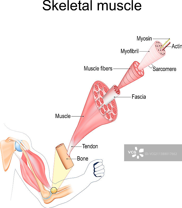 骨骼肌解剖结构图片素材