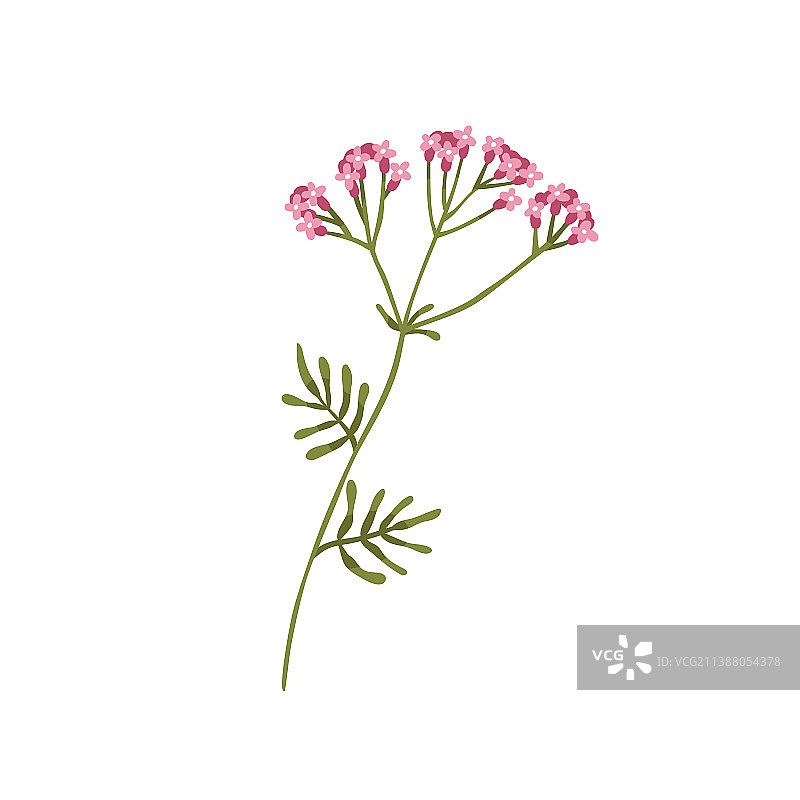 缬草花野生草本植物图片素材