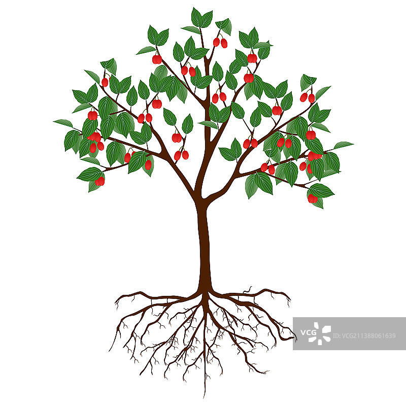 结满果实的山茱萸树图片素材