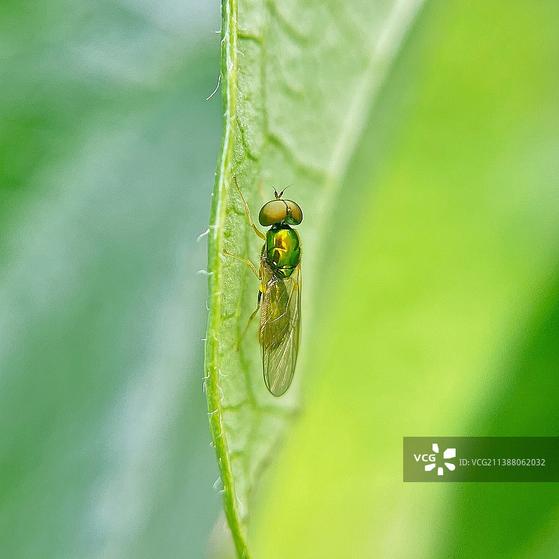 叶上的马蝇图片素材