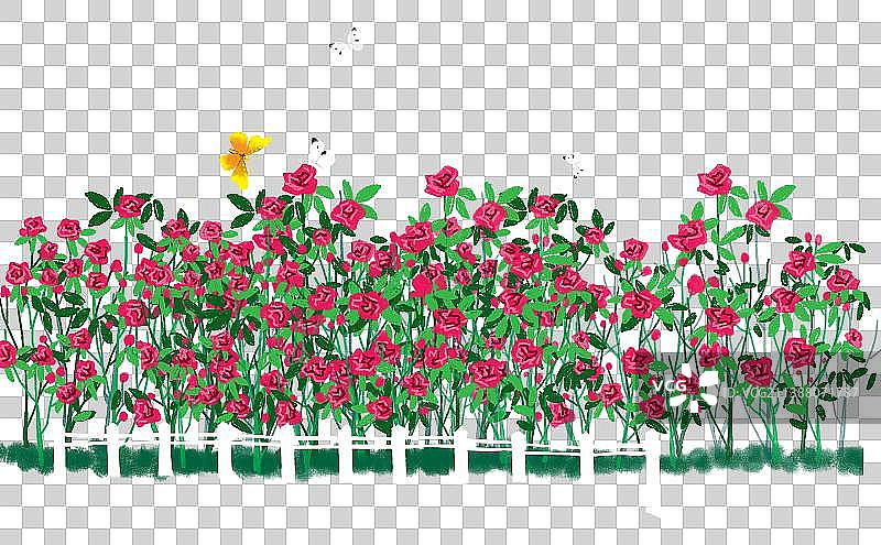 一排盛开的玫瑰花图片素材