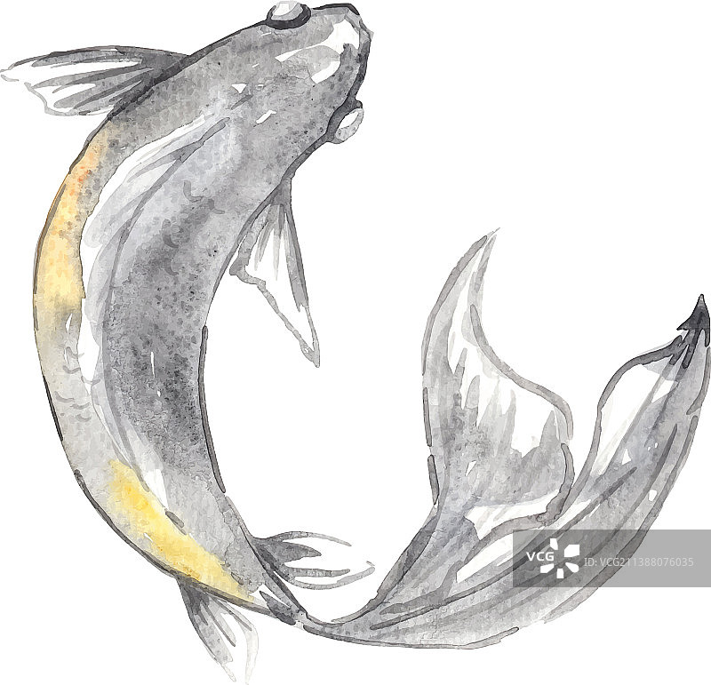 黑色鲤鱼水彩画图片素材