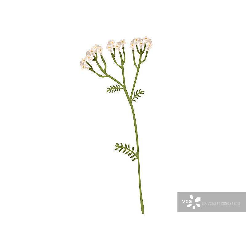 野生蓍草花田图片素材