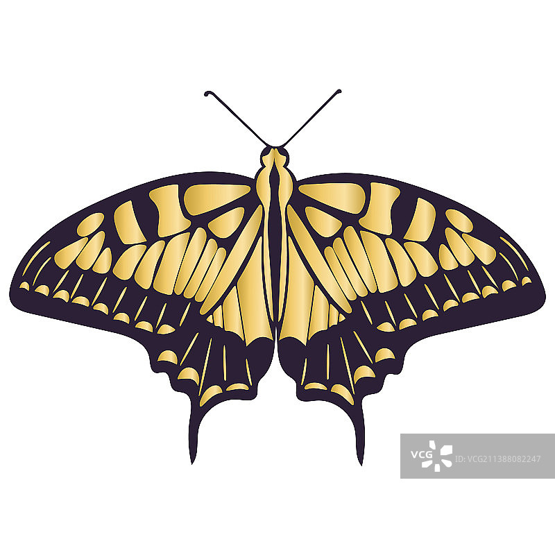 金色对称美丽蝴蝶图片素材