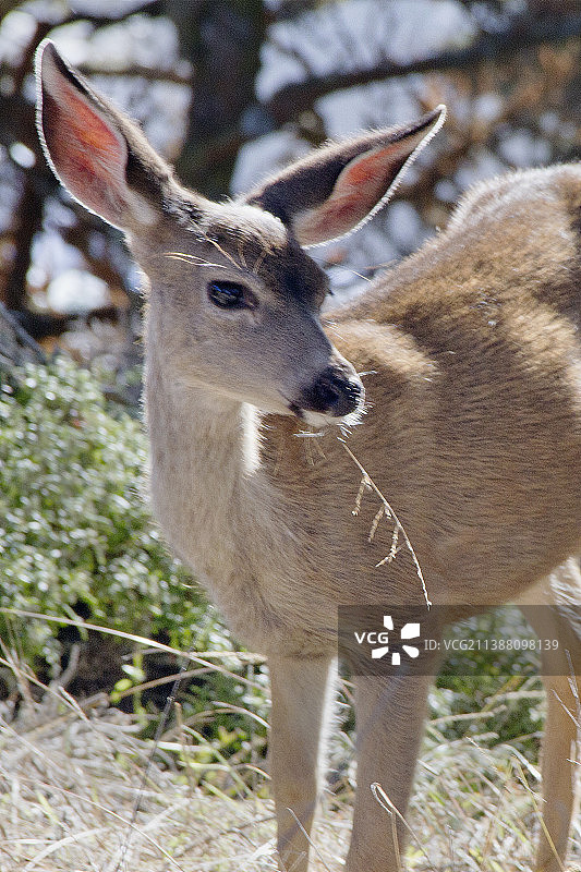 吃东西的年轻黑尾骡鹿特写图片素材