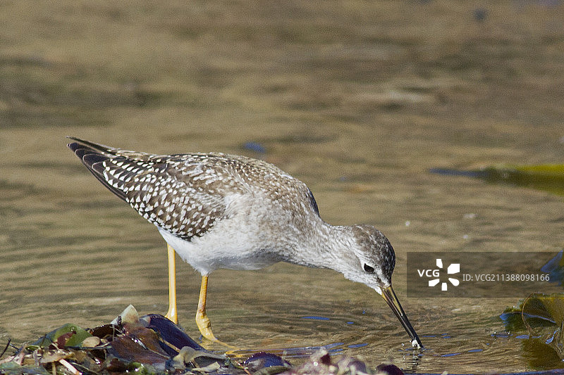 小黄脚鹬觅食图片素材