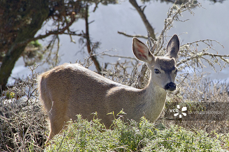 幼年黑尾骡鹿图片素材