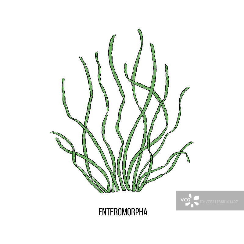 手绘江蓠藻类黑色元素合集图片素材