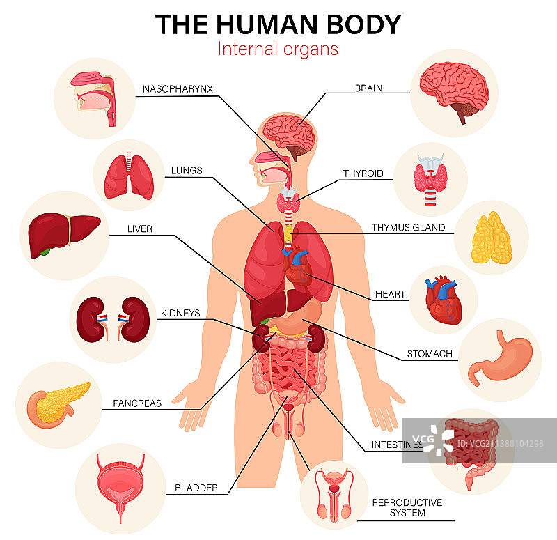 人体内部器官平面图图片素材