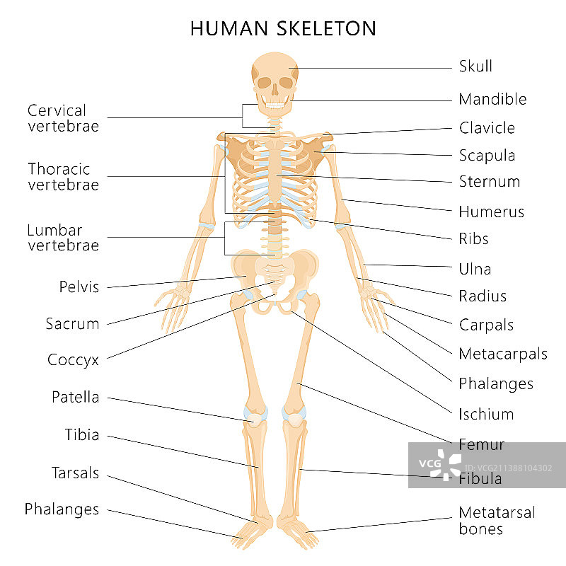 带骨骼字母的人体骨骼系统图片素材
